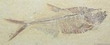 Inch Diplomystus Fossil Fish #813-1